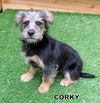 Corky (Puppy)