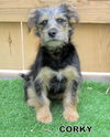 Corky (Puppy)