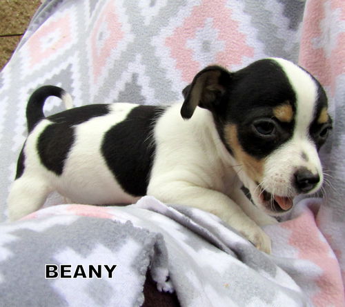 Beany (Puppy)