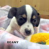 Beany (Puppy)