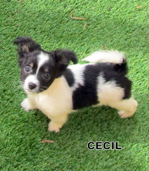 Cecil (Puppy)