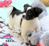 Cecil (Puppy)