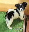 Cecil (Puppy)