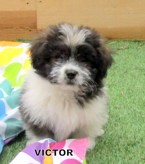 Victor (Posh Puppy)