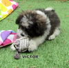 Victor (Posh Puppy)