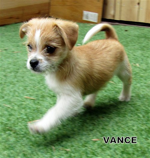 Vance (Posh Puppy)