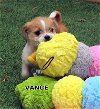 Vance (Posh Puppy)