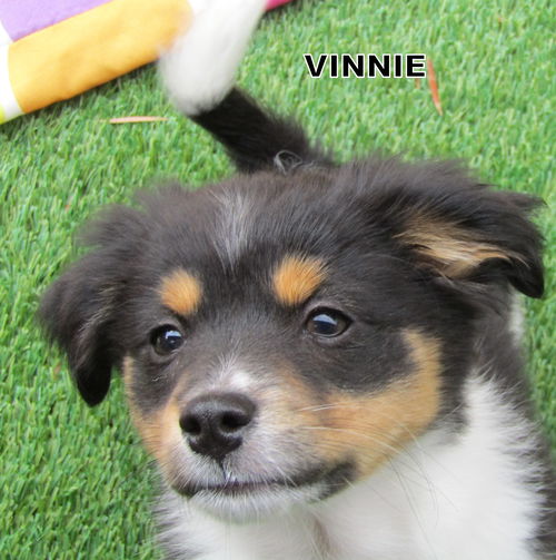 Vinnie (Posh Puppy)