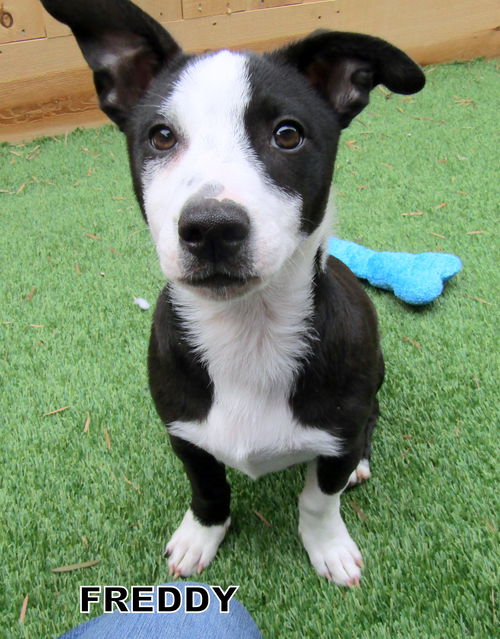 Freddy (Puppy)