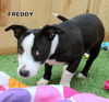 Freddy (Puppy)
