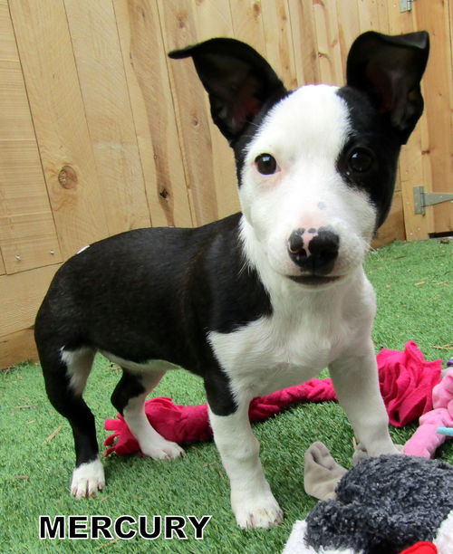 Mercury (Puppy)