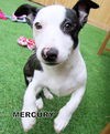 Mercury (Puppy)