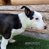 Mercury (Puppy)