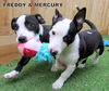 Mercury (Puppy)