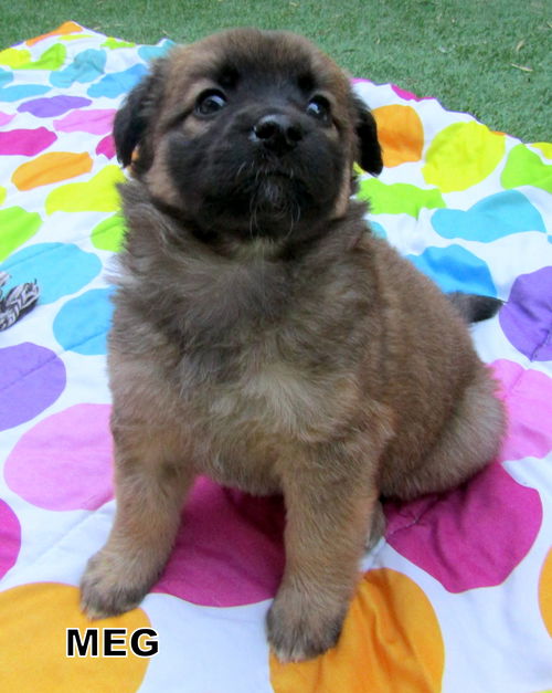 Meg (Puppy)