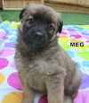 Meg (Puppy)
