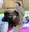 Meg (Puppy)