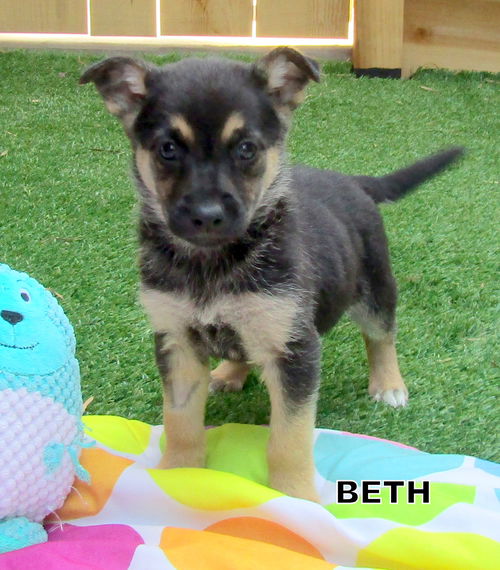 Beth (Puppy)