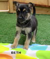 Beth (Puppy)