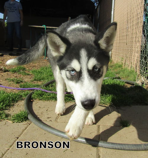 Bronson (Posh Puppy)