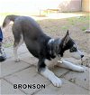 Bronson (Posh Puppy)