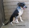 Charles (Puppy)
