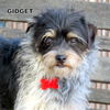 Gidget