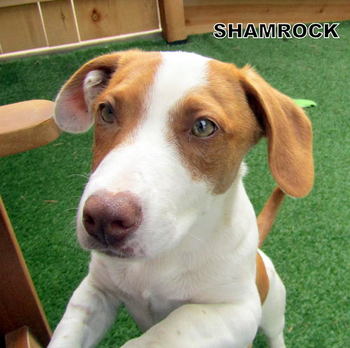 Shamrock (Puppy)