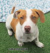 Shamrock (Puppy)