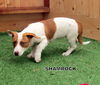 Shamrock (Puppy)