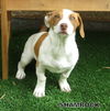 Shamrock (Puppy)
