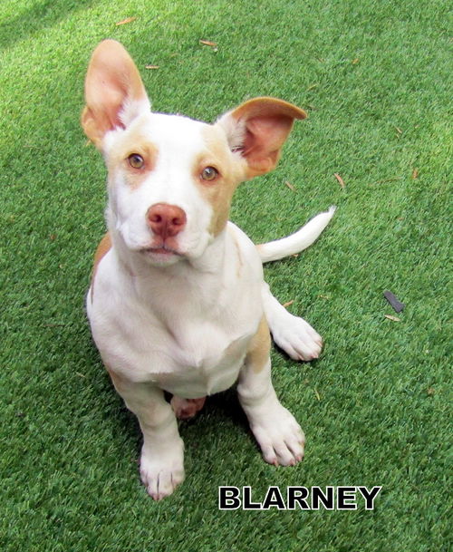 Blarney (Puppy)