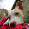 Blarney (Puppy)