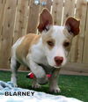 Blarney (Puppy)