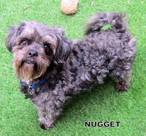 Nugget (Ritzy-GrandPaws)