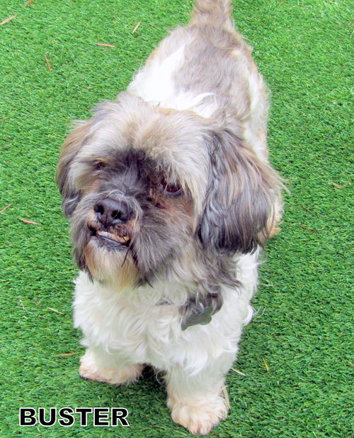 Buster (Ritzy-GrandPaws)