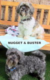 Buster (Ritzy-GrandPaws)