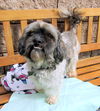 Buster (Ritzy-GrandPaws)