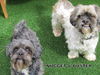 Buster (Ritzy-GrandPaws)