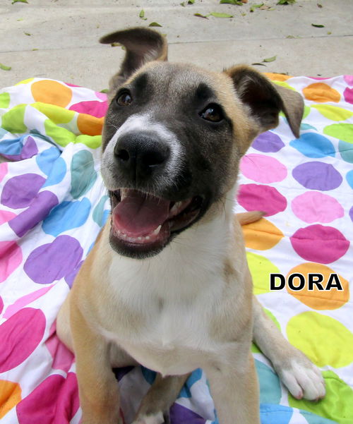 Dore (Puppy)