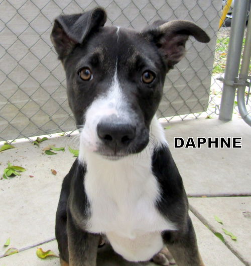 Daphne (Puppy)