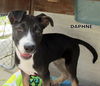 Daphne (Puppy)