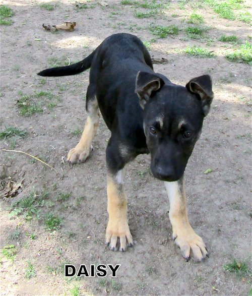 Daisy (Puppy)