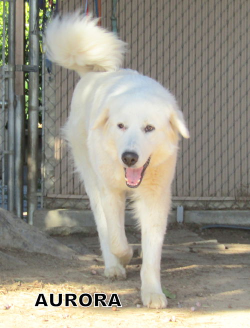 Aurora (Ritzy)
