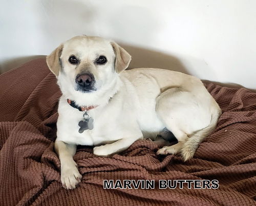 Marvin Butters