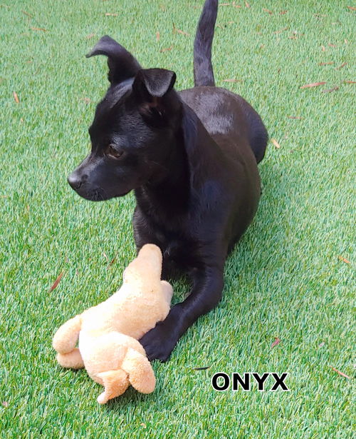 Onyx (Puppy)