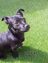 Onyx (Puppy)