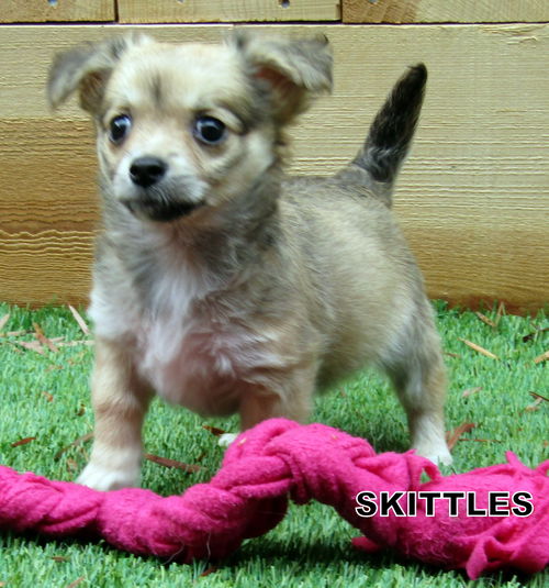 Skittles (Posh Puppy)