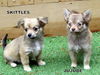 Skittles (Posh Puppy)