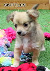 Skittles (Posh Puppy)
